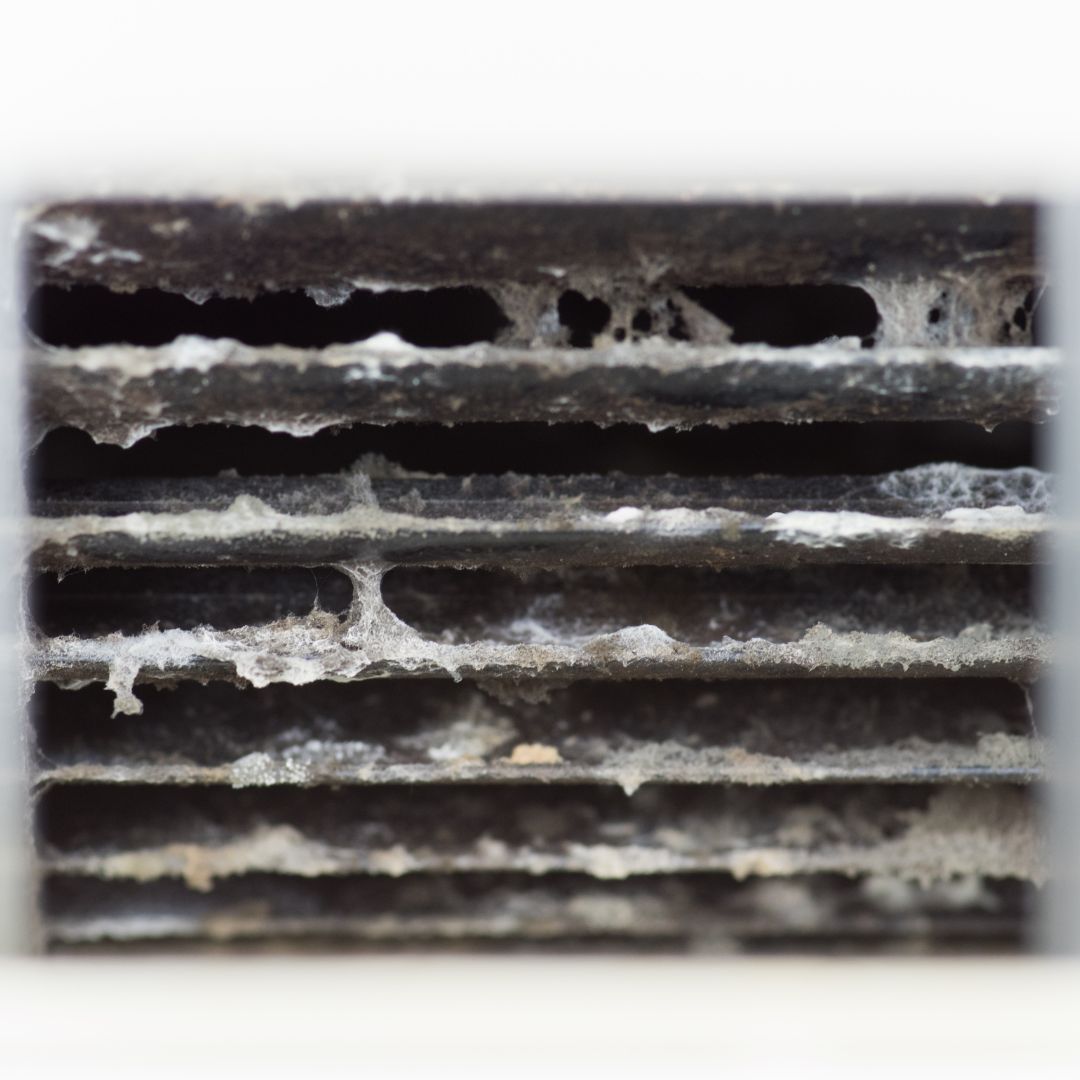 What does black mold look like in air conditioner ? by fairfax air cleaning